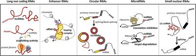 The Non-coding Side of Medulloblastoma